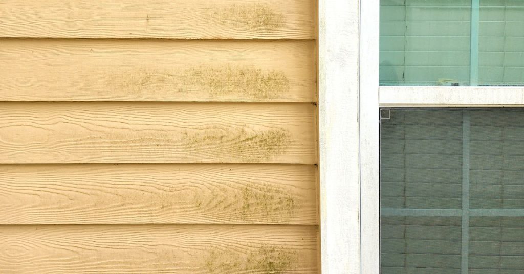 Rhino Shield Offers Ultimate Protection Against Mold