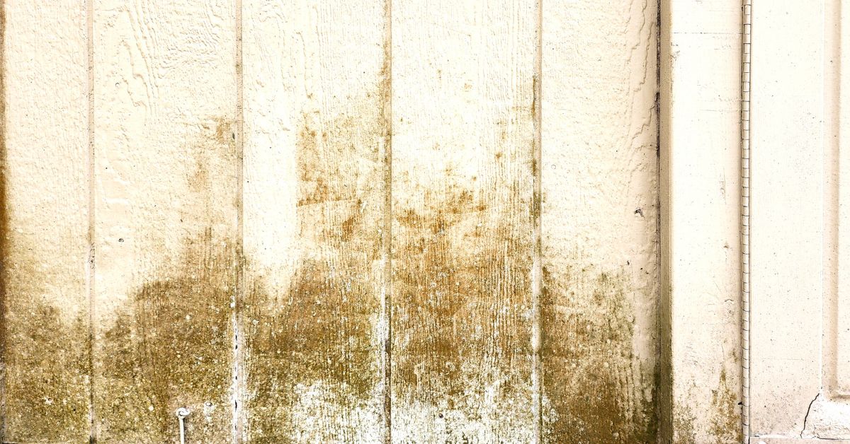 Rhino Shield Prevents Staining Caused By Mildew, Algae, and Fungus