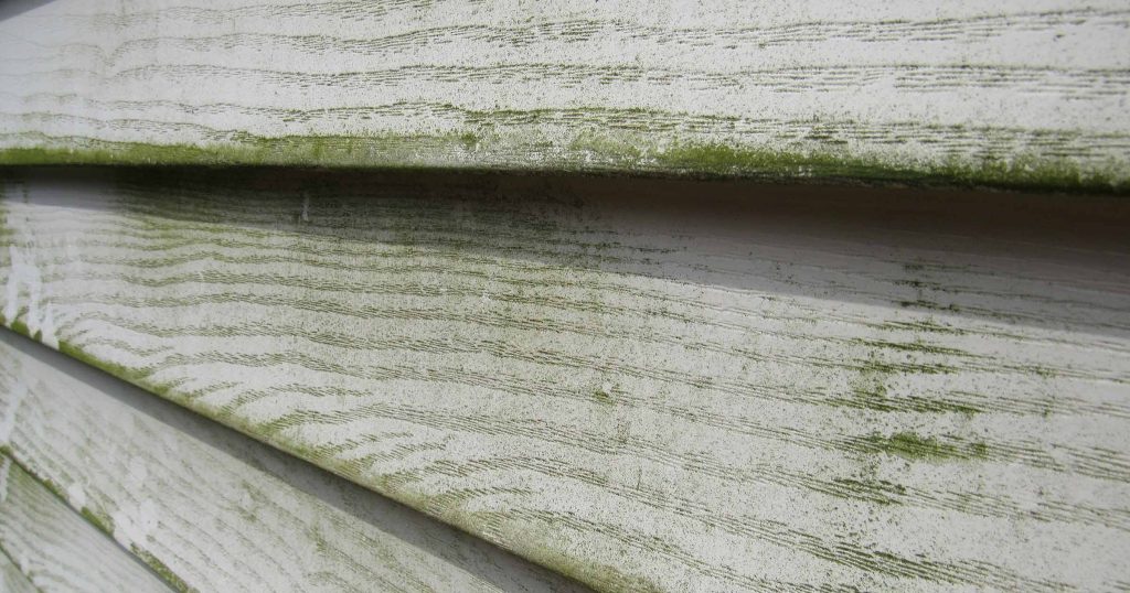 Hazards of Home Mold