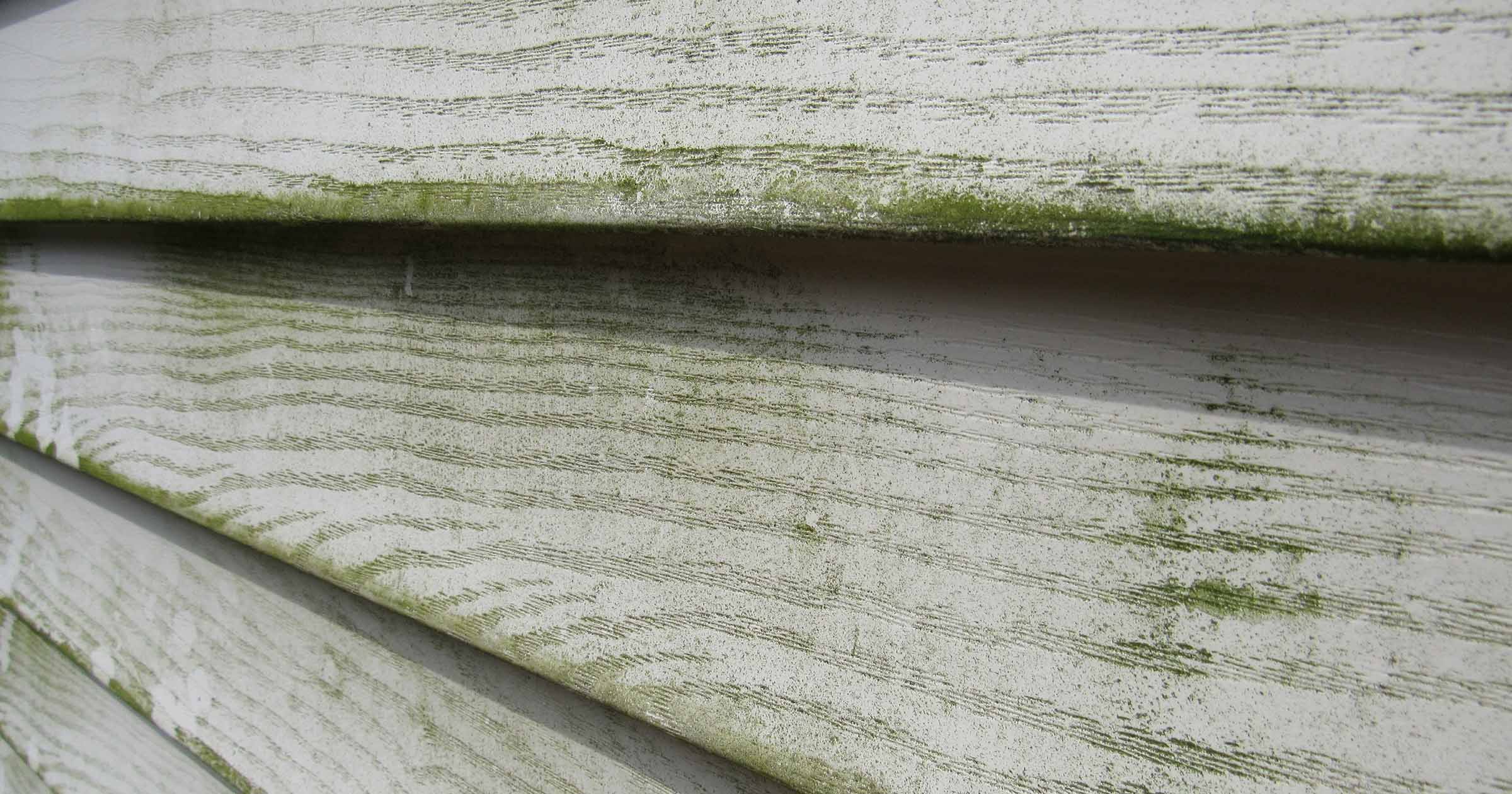 Hazards of Home Mold